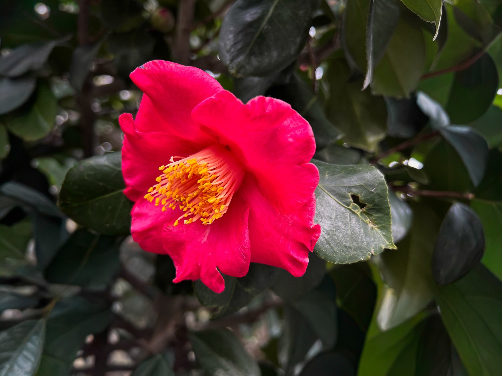 La camelia