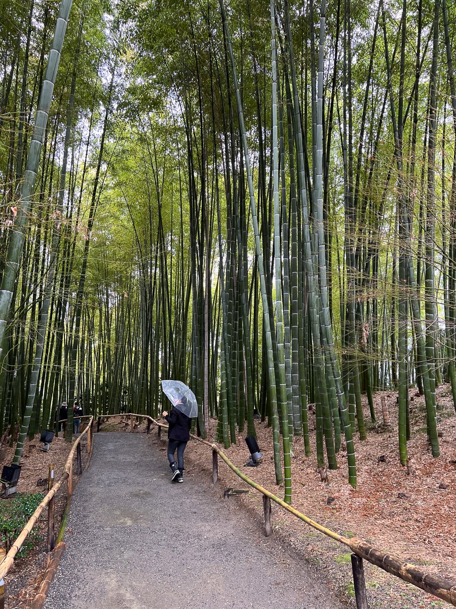 Paseando entre bambús